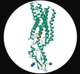 GLP1 agonist illustration https://www.rcsb.org/structure/5nx2